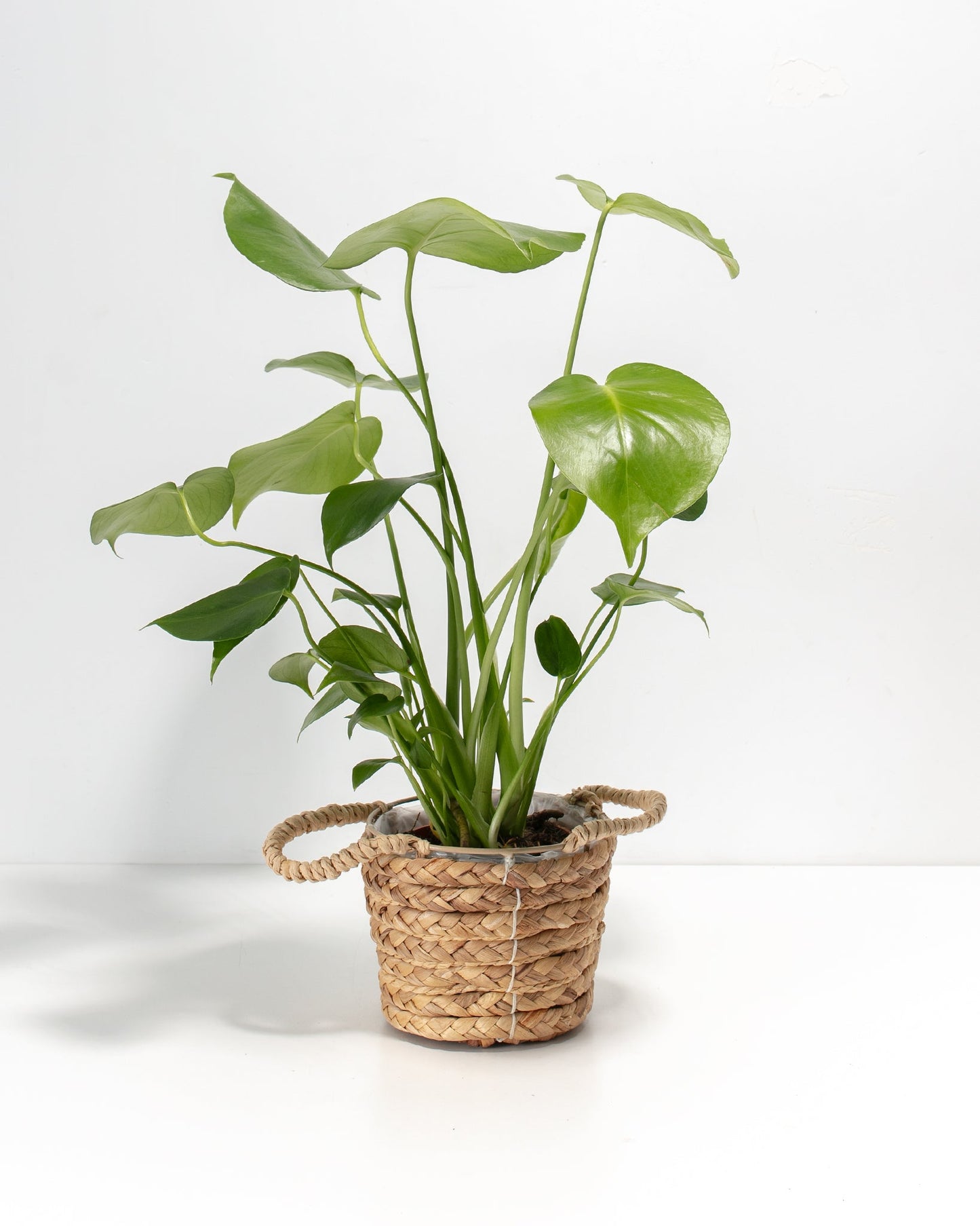 Lively Root - Monstera Deliciosa (Split Leaf Philodendron)