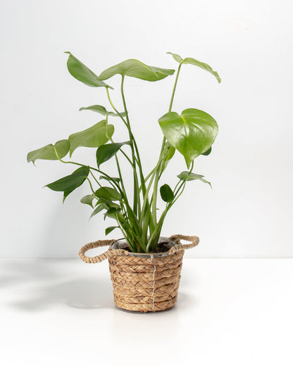 Lively Root - Monstera Deliciosa (Split Leaf Philodendron)