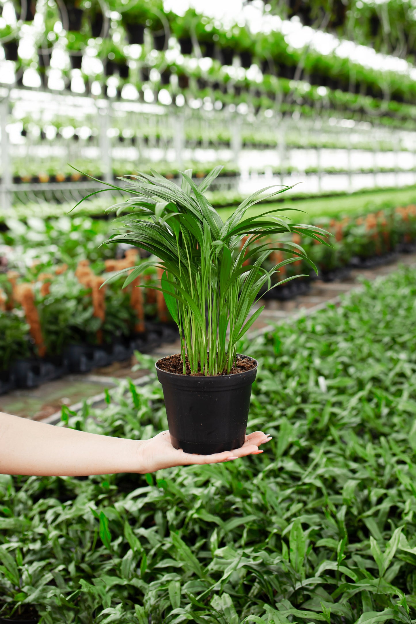 Lively Root - Areca Palm Indoor Tree