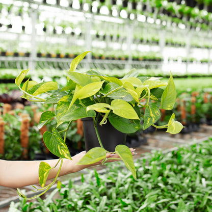 Lively Root - Golden Pothos Plant