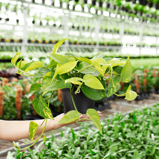 Lively Root - Golden Pothos Plant