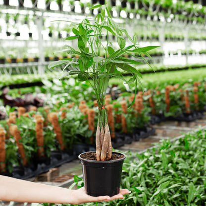 Lively Root - Money Tree Plant
