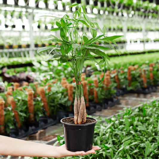 Lively Root - Money Tree Plant