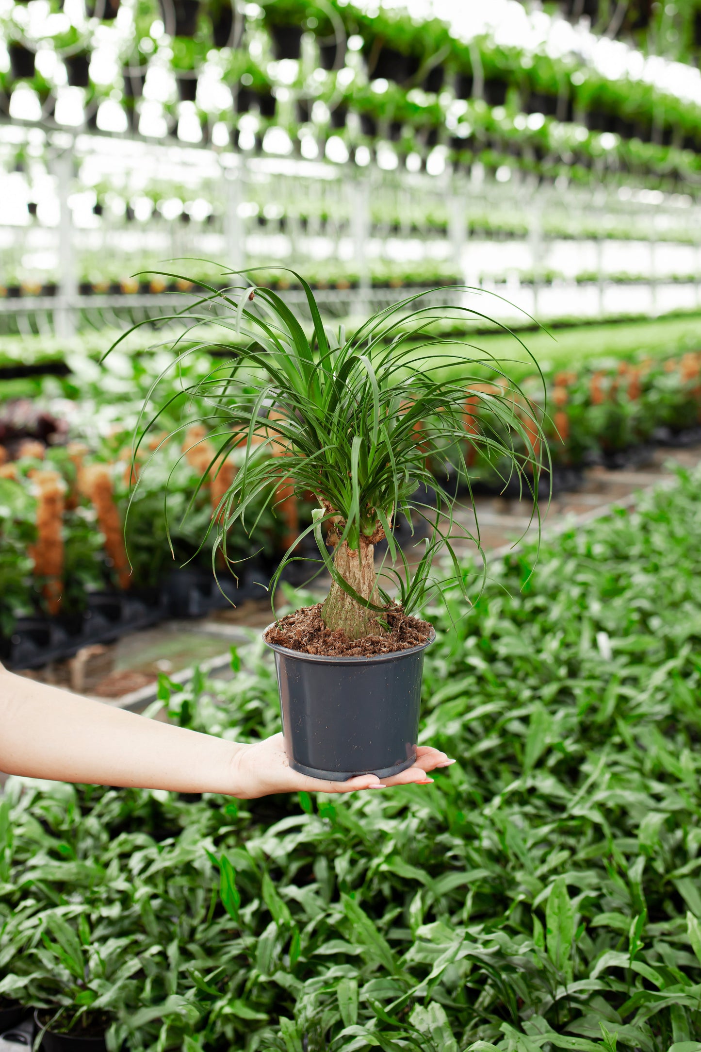 Lively Root - Ponytail Palm Tree