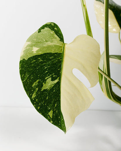 Lively Root - Monstera Thai Constellation
