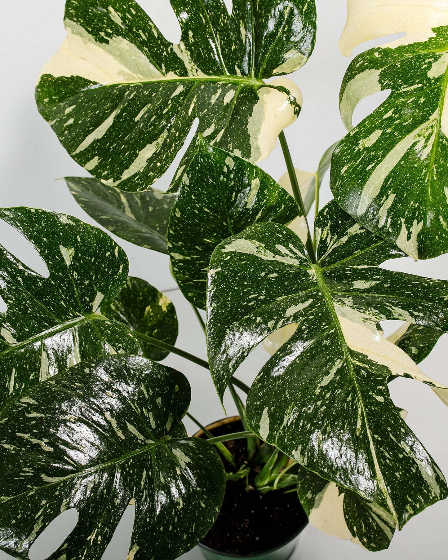Lively Root - Monstera Thai Constellation