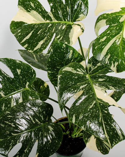 Lively Root - Monstera Thai Constellation
