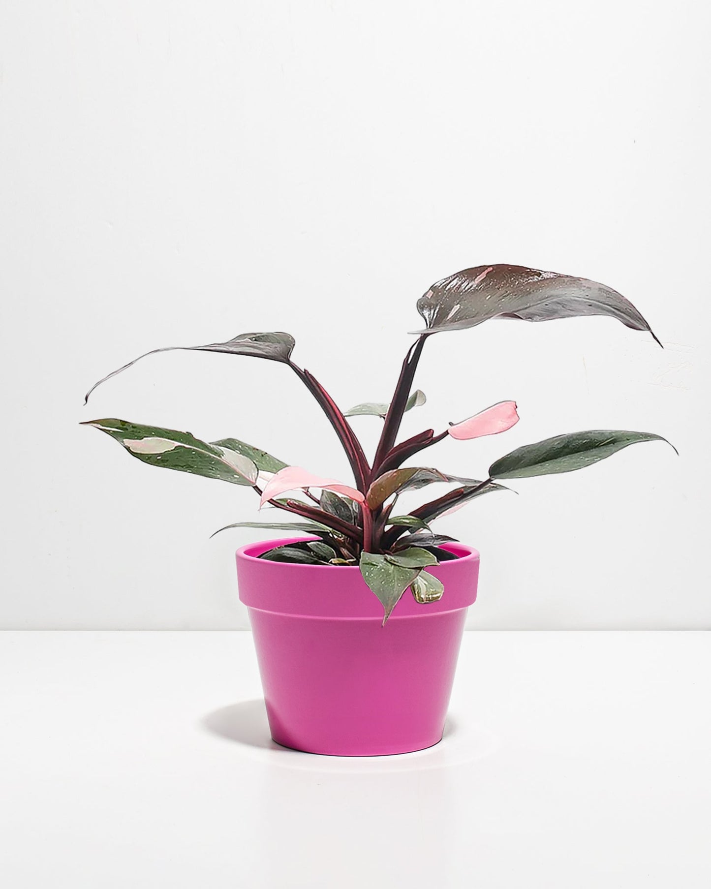 Lively Root - Philodendron Pink Princess