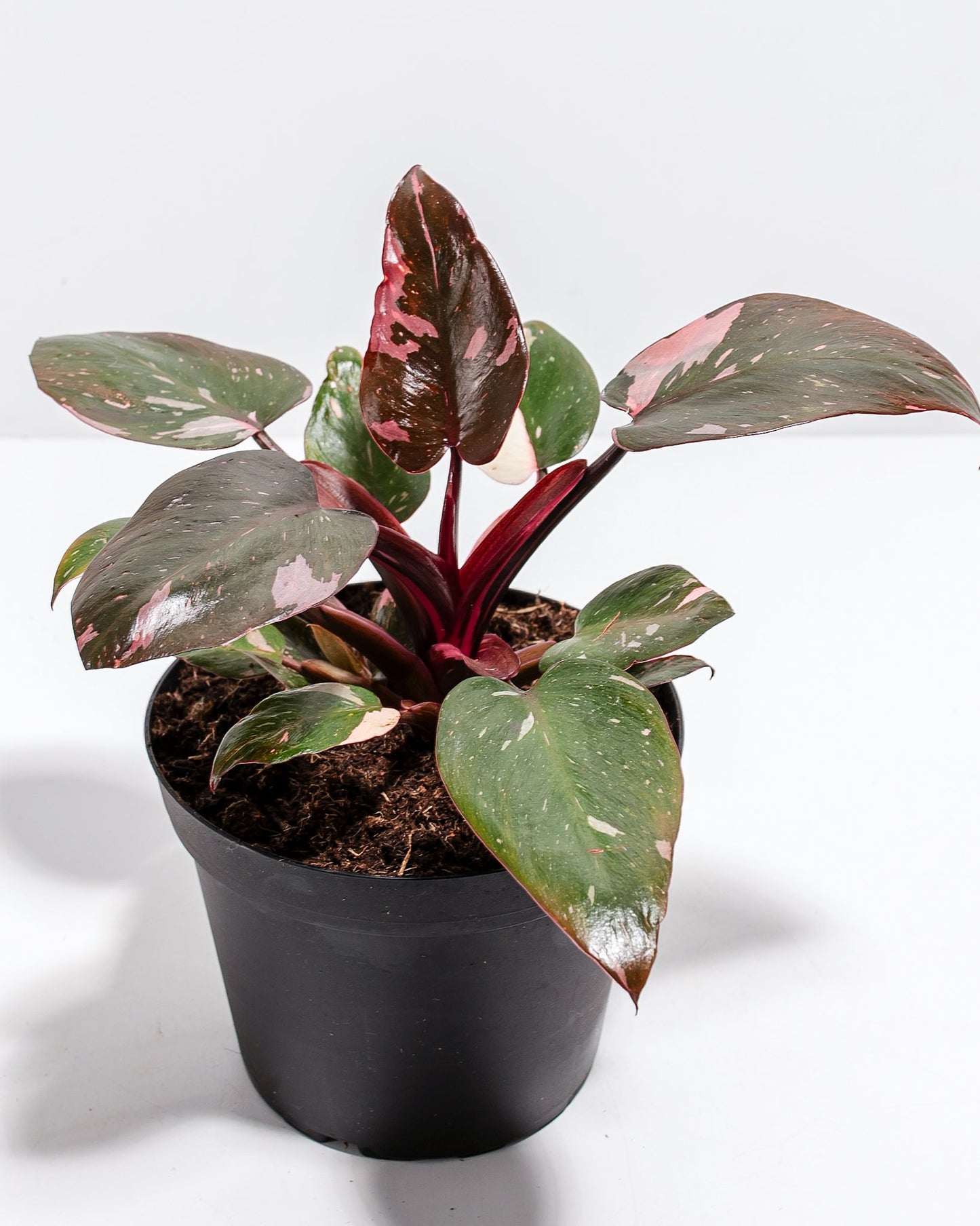 Lively Root - Philodendron Pink Princess