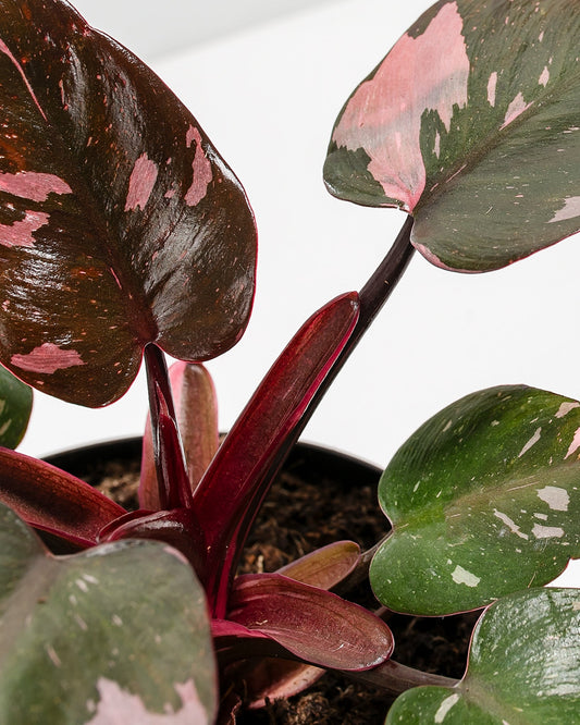Lively Root - Philodendron Pink Princess