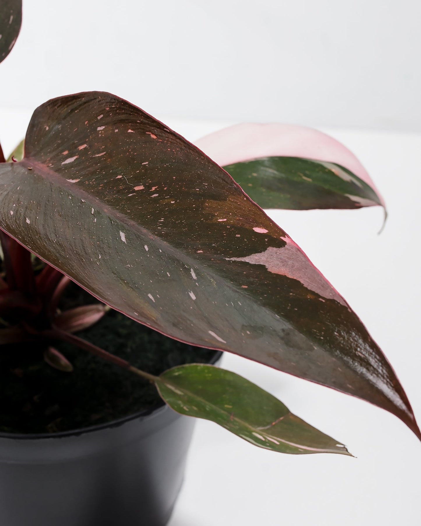 Lively Root - Philodendron Pink Princess