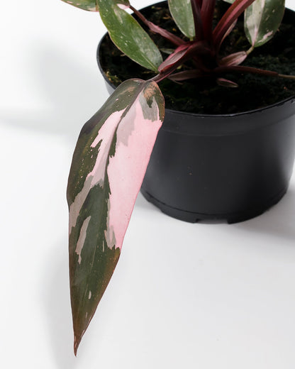 Lively Root - Philodendron Pink Princess