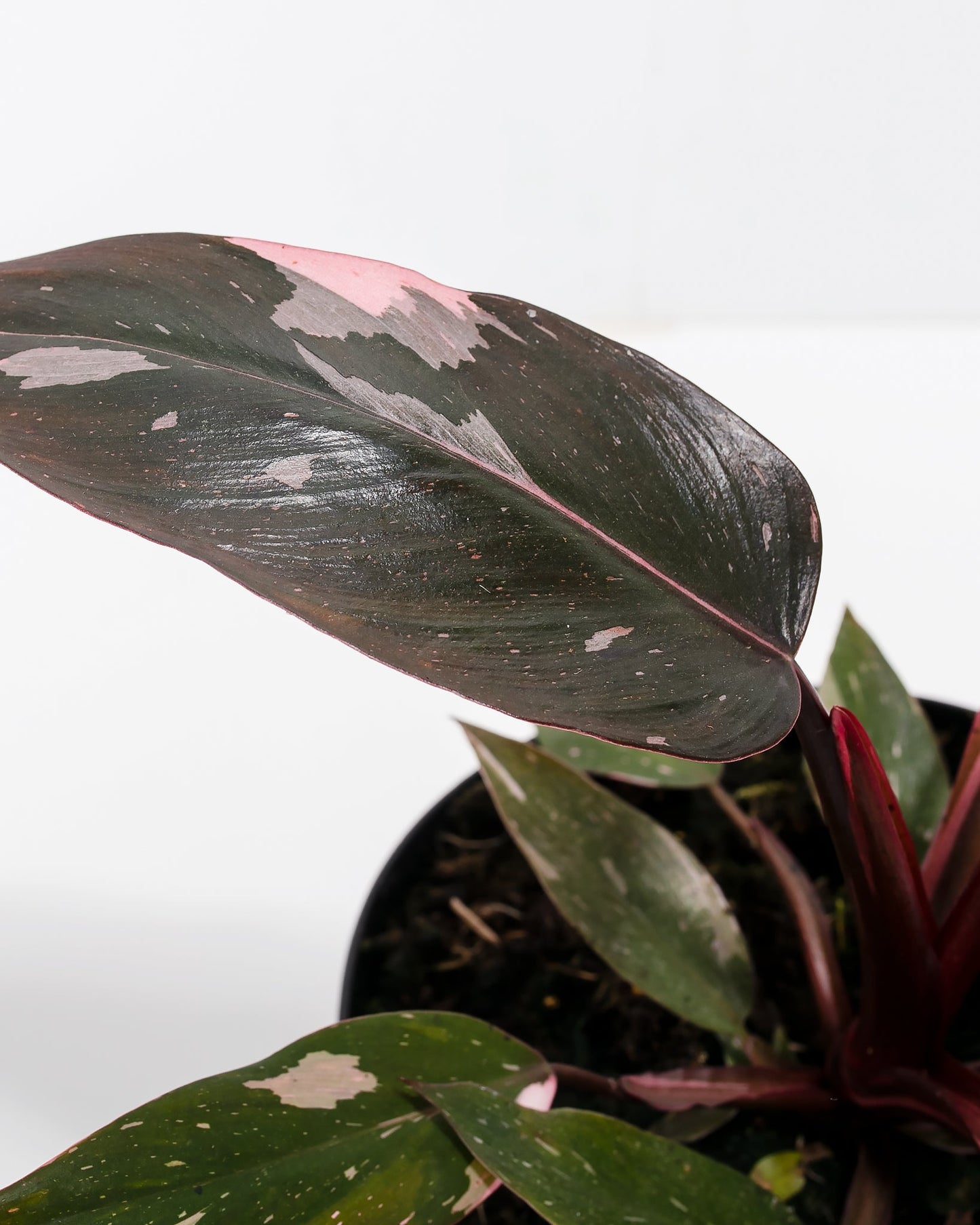 Lively Root - Philodendron Pink Princess