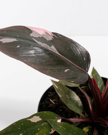 Lively Root - Philodendron Pink Princess