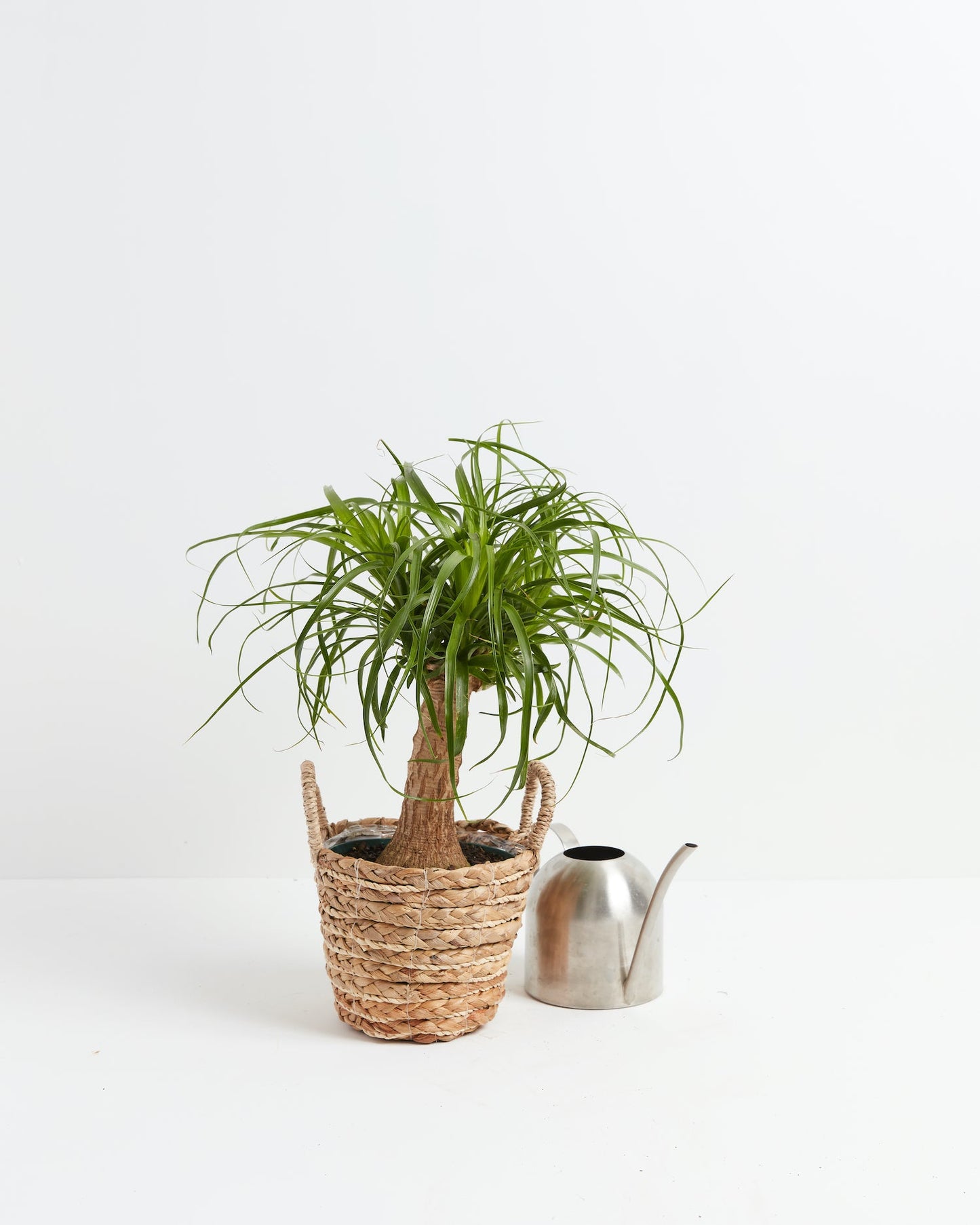 Lively Root - Ponytail Palm Tree