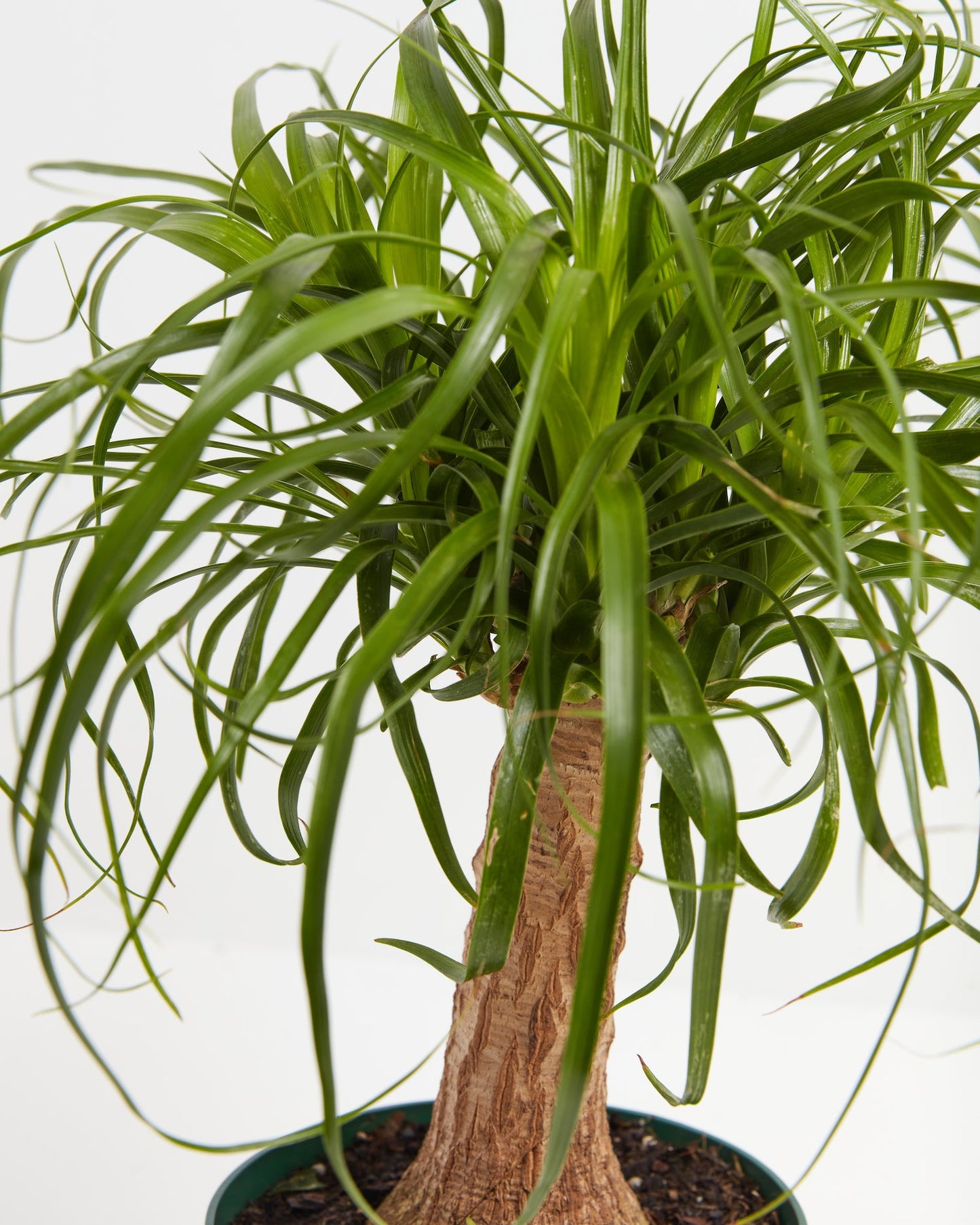 Lively Root - Ponytail Palm Tree