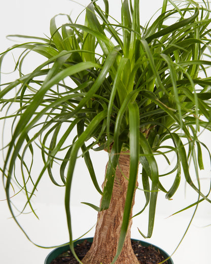 Lively Root - Ponytail Palm Tree