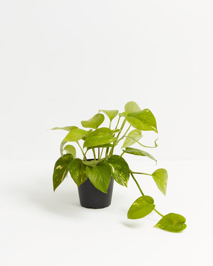 Lively Root - Golden Pothos Plant