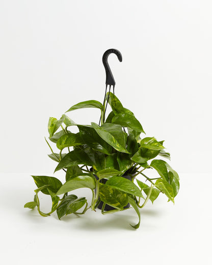 Lively Root - Golden Pothos Plant