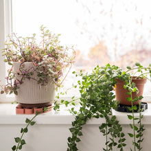 Load image into Gallery viewer, Wholesale Partner: Treleaf - Tera Sausr - Leaf-shaped Pot Saucer - Drip tray for houseplants - Humidity tray
