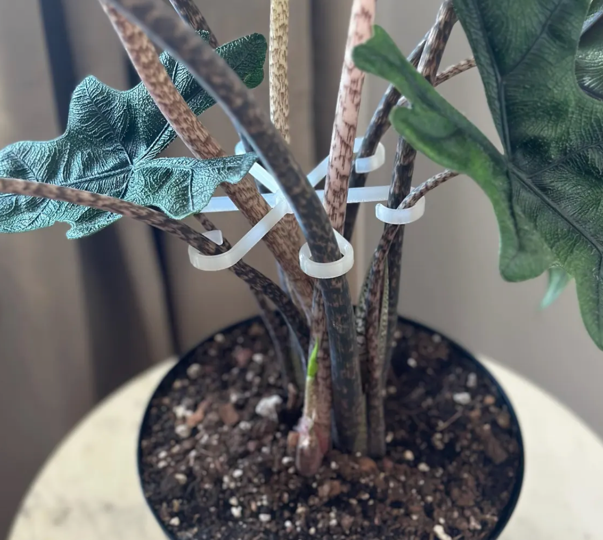 Wholesale Partner: Rosebud HomeGoods - Plant Stem Supports