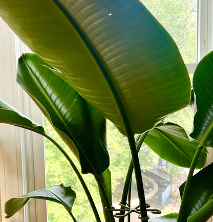 Wholesale Partner: Rosebud HomeGoods - Plant Stem Supports