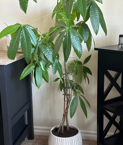 Wholesale Partner: Rosebud HomeGoods - Plant Stem Supports