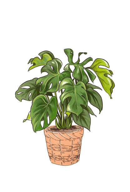 Lively Root - Monstera Deliciosa (Split Leaf Philodendron)