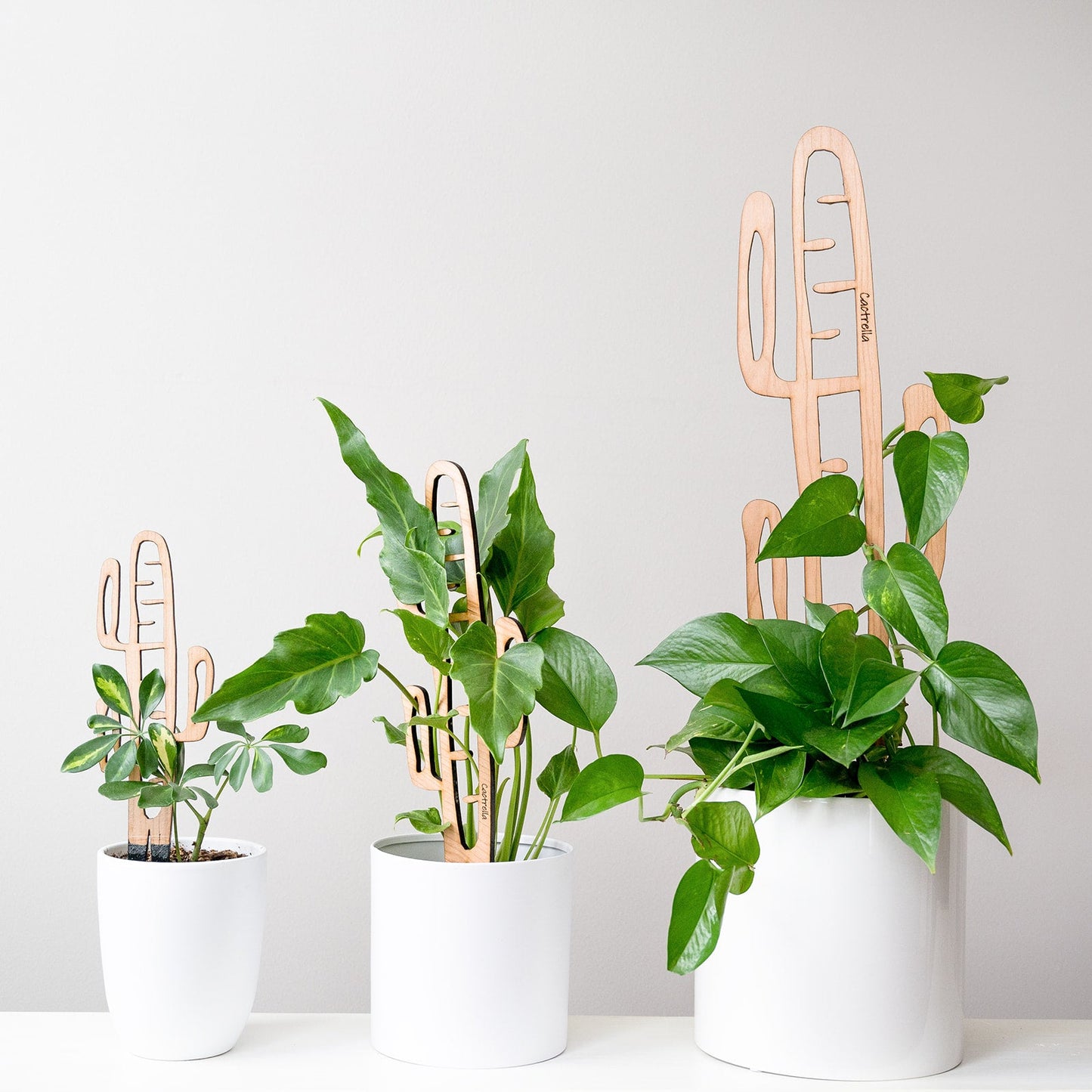 Wholesale Partner: Treleaf - Cactrella - Plant trellis inspired by the Barrel Cactus