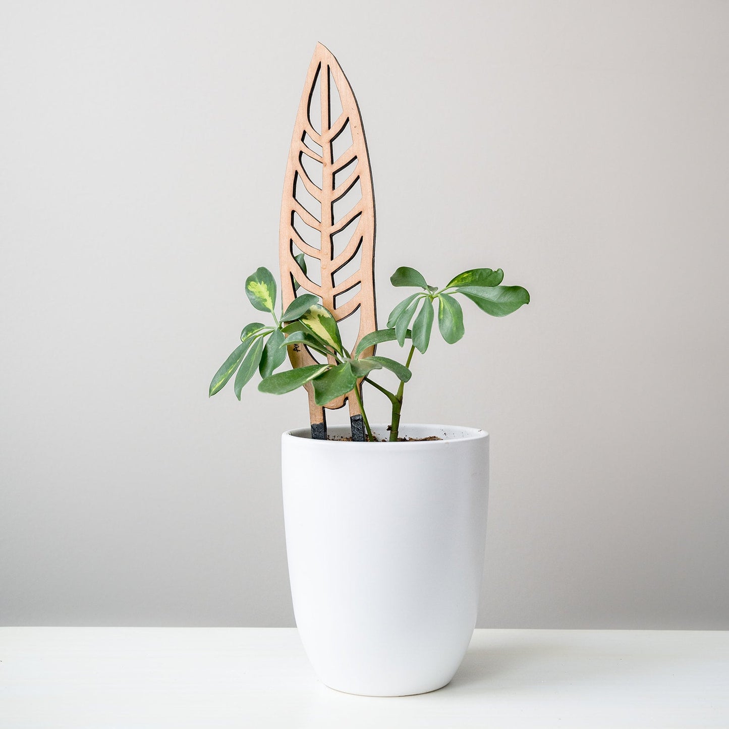 Wholesale Partner: Treleaf - Anthrulla - Plant trellis inspired by the Queen Anthurium