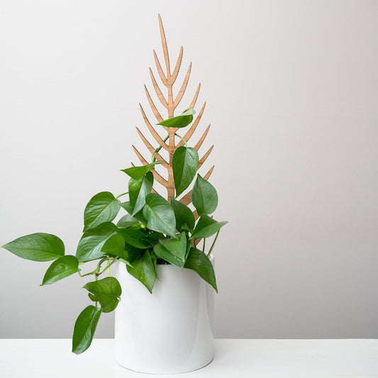 Wholesale Partner: Treleaf - Palmella - Plant trellis inspired by the Palm Leaf