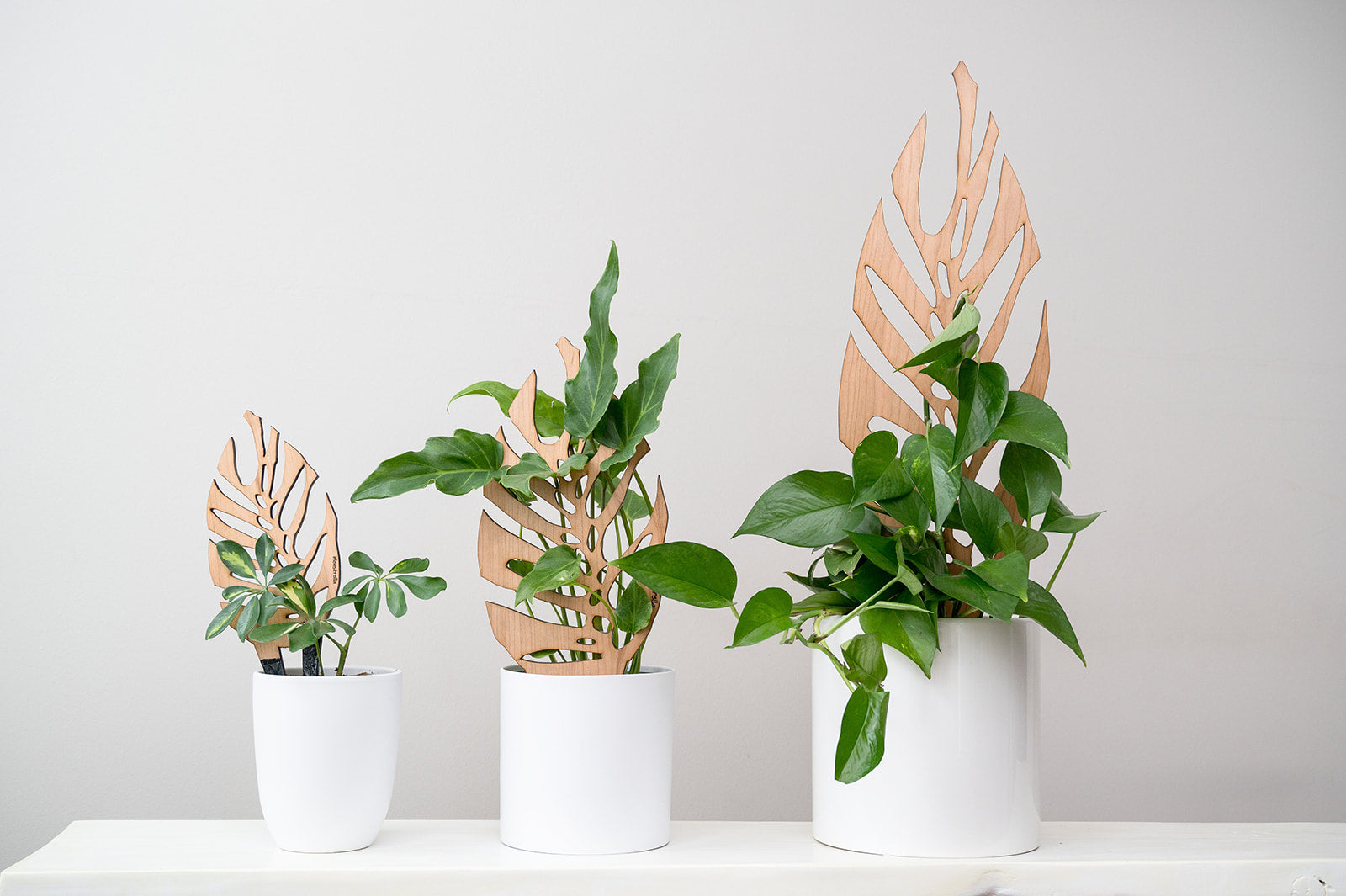 trellis for monstera plant Stake Monstrella /Monstera Silhouette Grande Cherry Treleaf