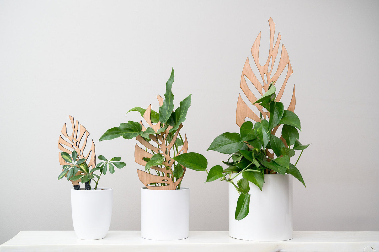 Wholesale Partner: Treleaf - Monstrella - Plant trellis inspired by the Monstera Leaf