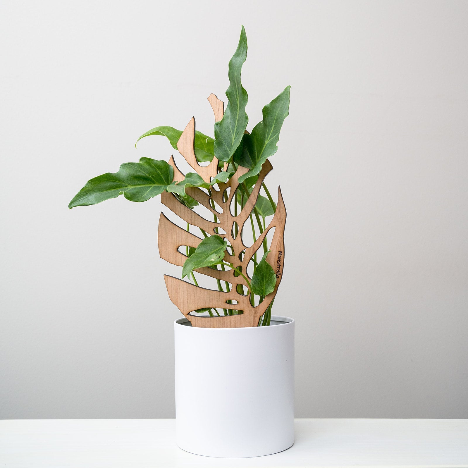 indoor monstera plant inspiration Monstrella