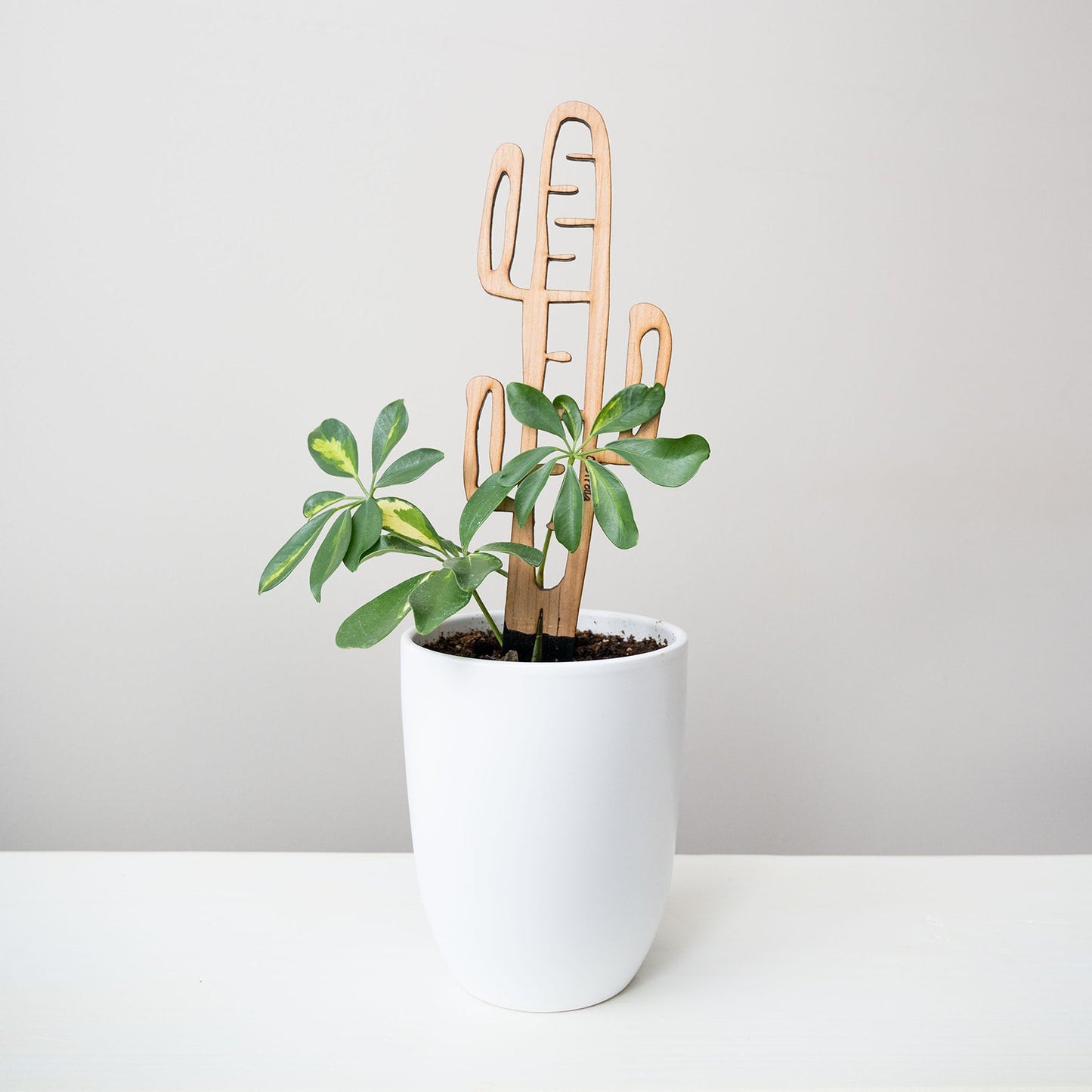 Wholesale Partner: Treleaf - Cactrella - Plant trellis inspired by the Barrel Cactus