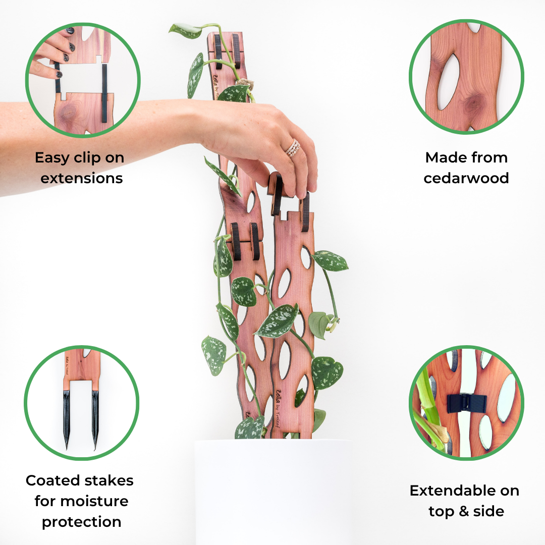 Treleaf - Zella - Wooden Extendable Plant Support – Sol Soils
