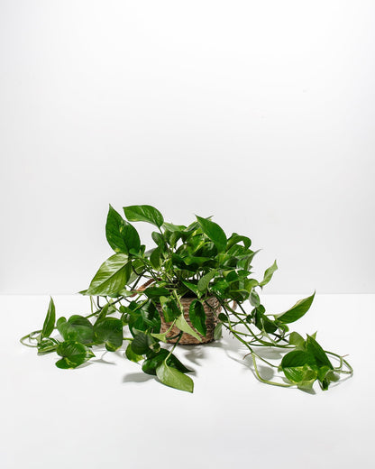 Lively Root - Golden Pothos Plant