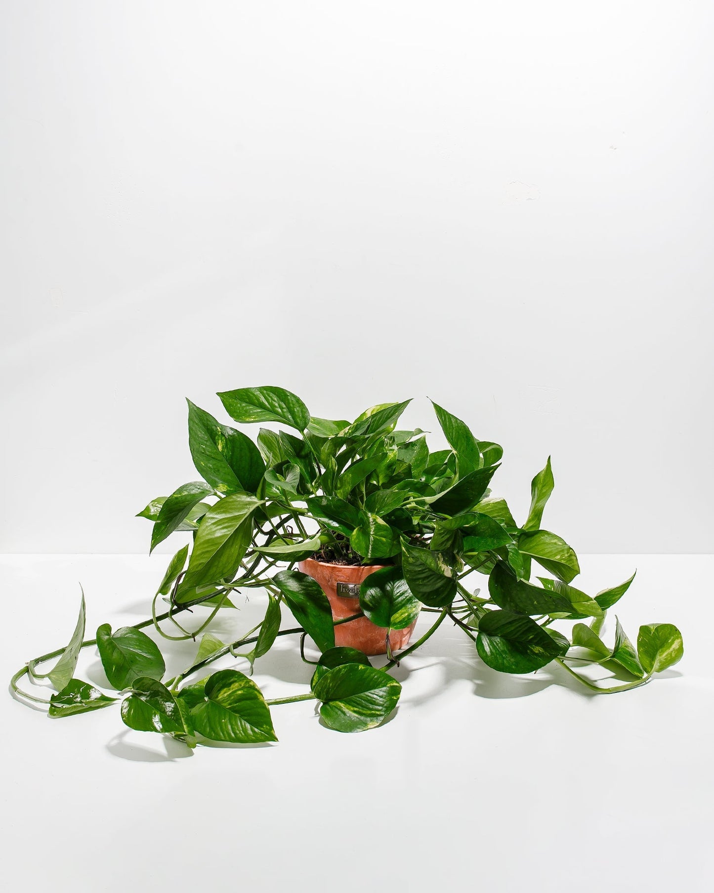 Lively Root - Golden Pothos Plant