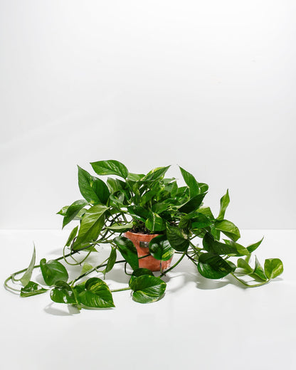 Lively Root - Golden Pothos Plant