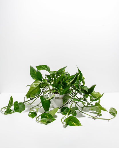 Lively Root - Golden Pothos Plant