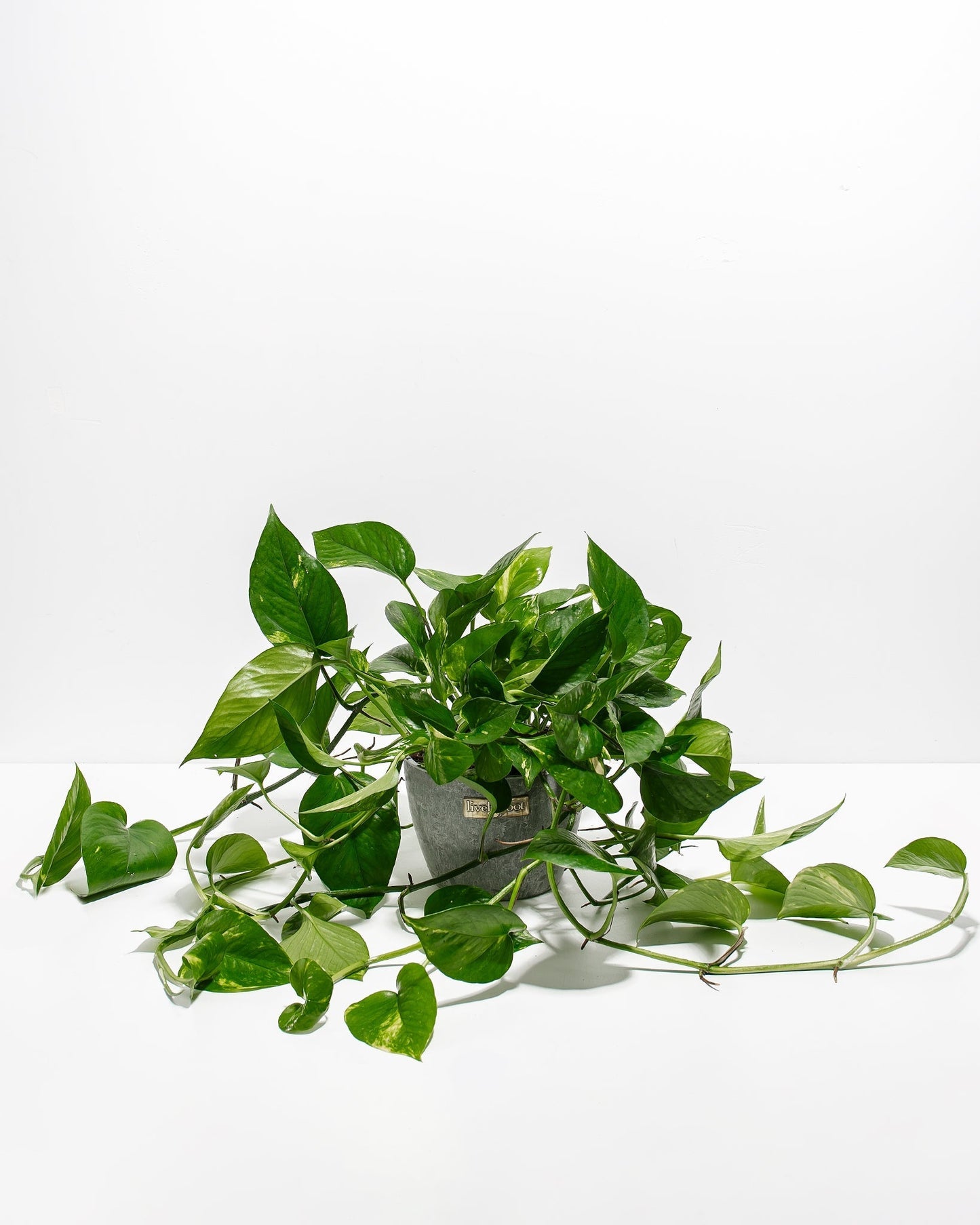 Lively Root - Golden Pothos Plant