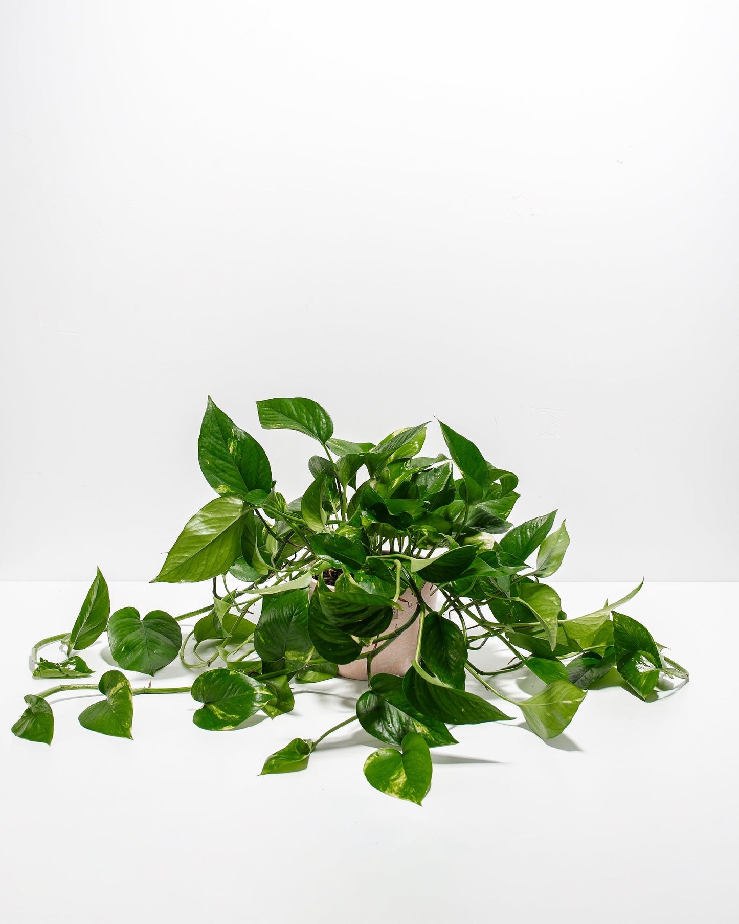 Lively Root - Golden Pothos Plant