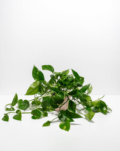 Lively Root - Golden Pothos Plant