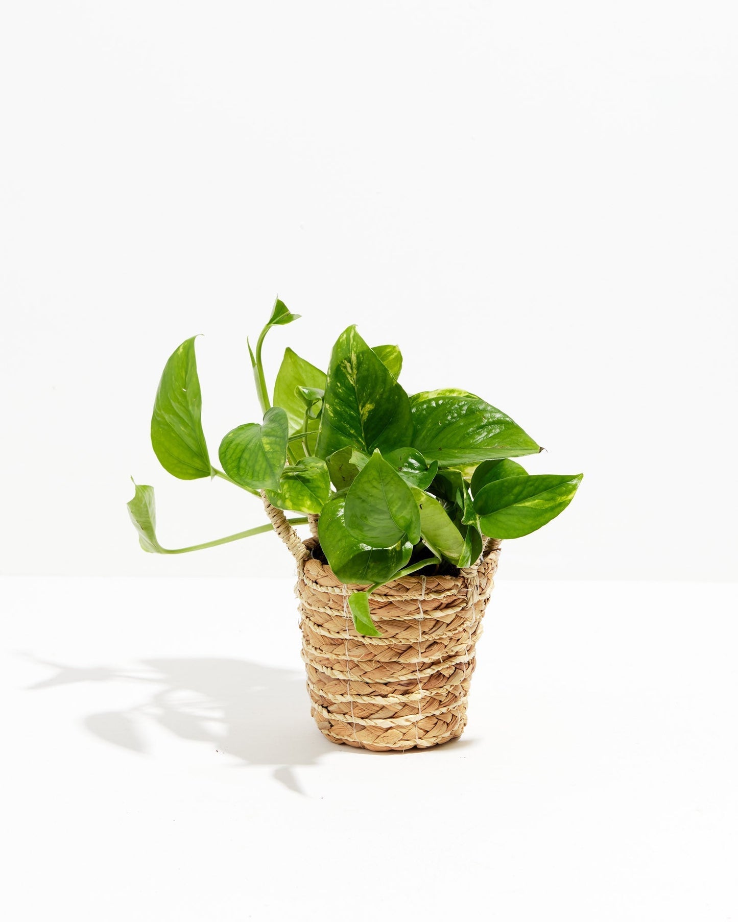 Lively Root - Golden Pothos Plant