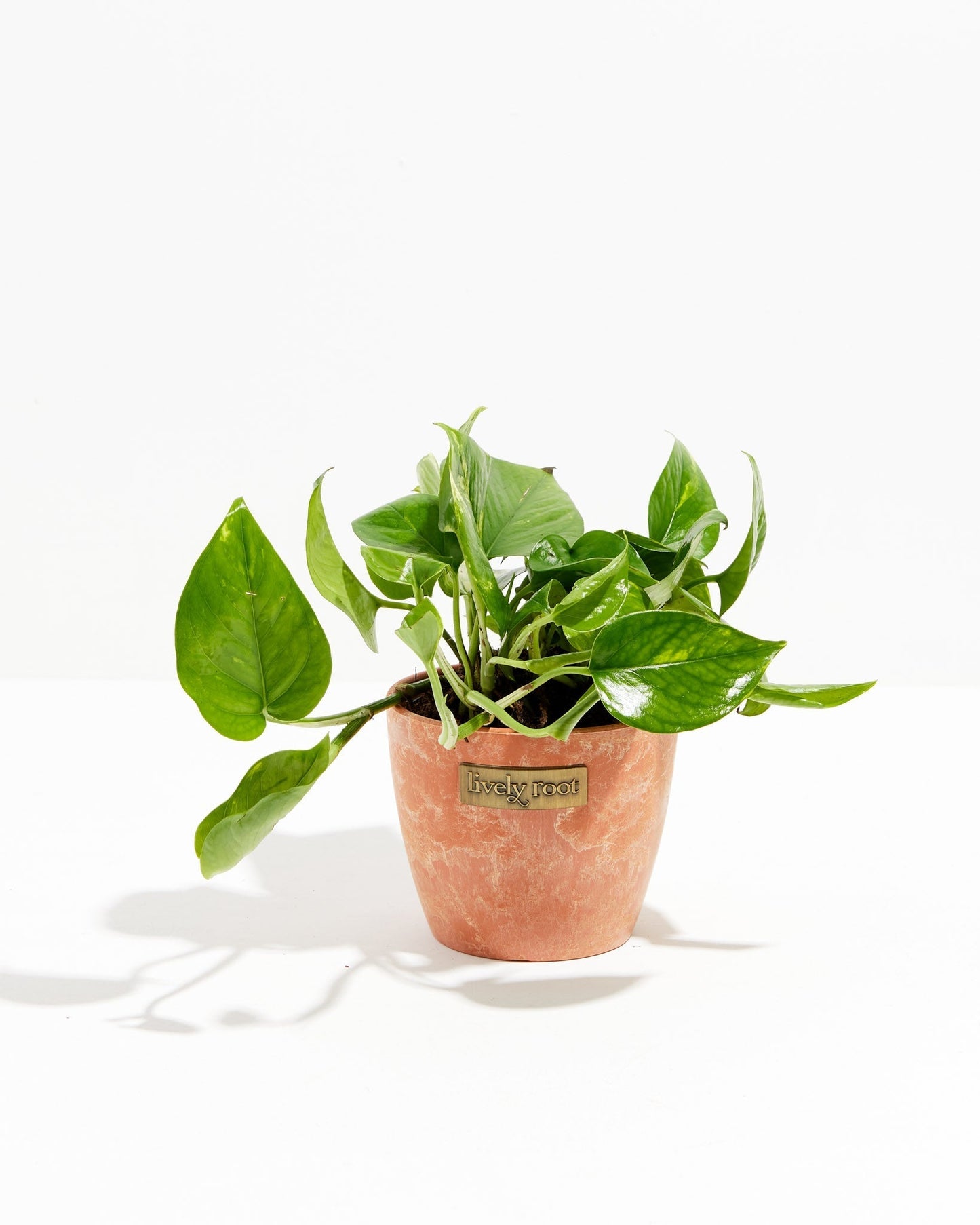 Lively Root - Golden Pothos Plant