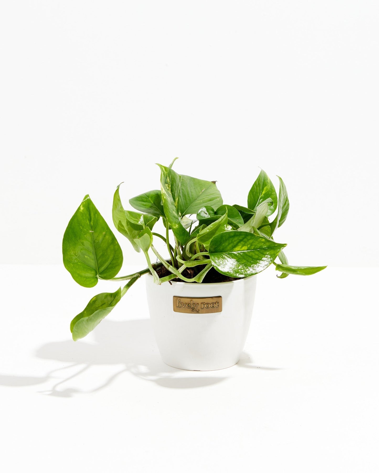 Lively Root - Golden Pothos Plant
