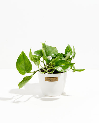 Lively Root - Golden Pothos Plant