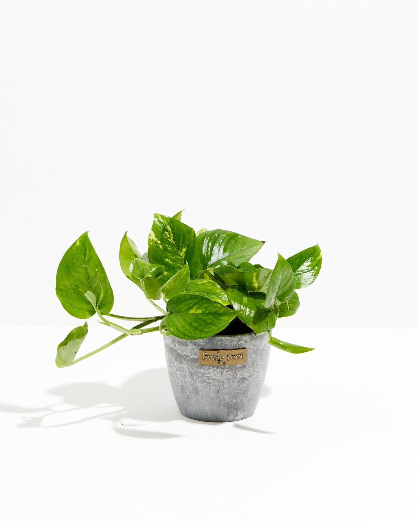 Lively Root - Golden Pothos Plant