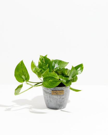 Lively Root - Golden Pothos Plant