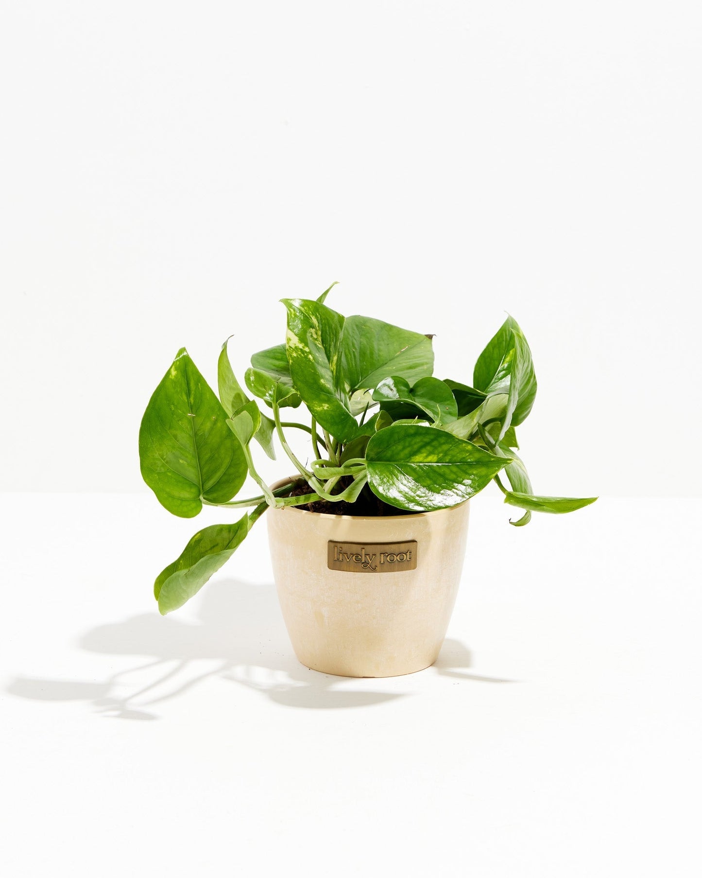 Lively Root - Golden Pothos Plant